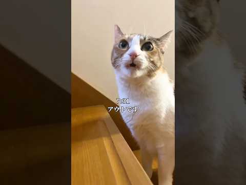 世界一愛くるしい猫の1日 cat 子ネコ ネコ サムネイル