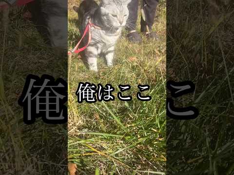 俺はここ 猫 3匹 アメショ cat 散歩 ブュッフェ サムネイル