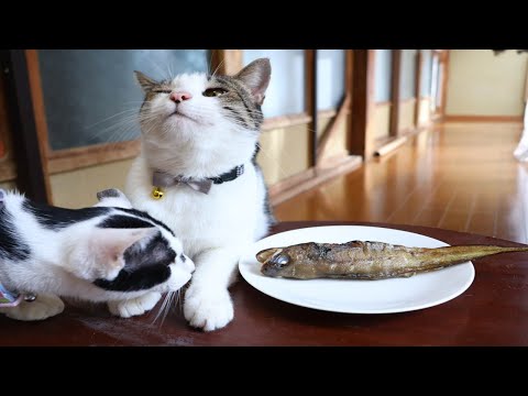 ちゃぶ台の上の焼きどんこと猫たち　260131 サムネイル