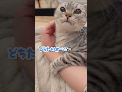 【2025年】我が家の猫と飼主の日常!! cat 猫 サムネイル