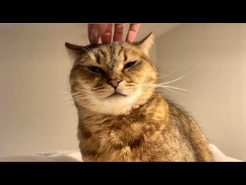 冬の寒い朝にコネコネ職人(猫)が現れる理由… サムネイル