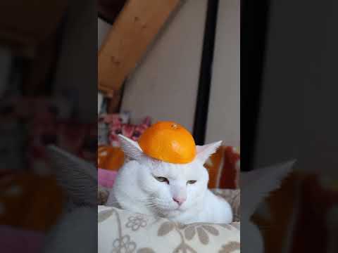 みかんの皮　のせ猫　260126　のせ猫　みかん　 cat cute 猫のいる暮らし　 ネコ cutecat ねこ… サムネイル