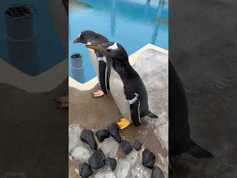話題のジェンツーペンギン「ミャク」が初の大冒険！引っ越し体験記 サムネイル