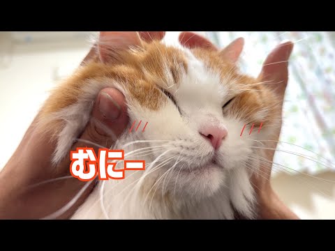 最近寝る時はパパの上！パパ目線もご覧ください♪ サムネイル