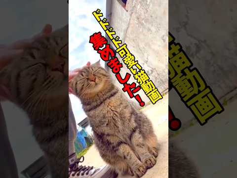 ドドドド可愛いいいい！ 猫 cat cats cute サムネイル