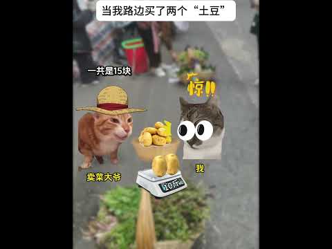 当我路边买了两个“土豆” 有趣 猫meme 猫meme剧场 猫meme小剧场 内容过于真实  故事 貓 猫猫meme小… サムネイル