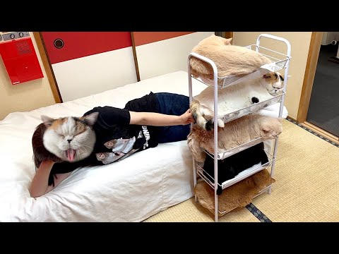 5段ワゴンでくつろぐ猫たちを5匹同時にあやす母です サムネイル