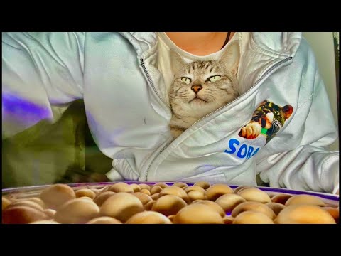 朝9時|99%眠くなる😴 Cat ASMR Wood Balls 🐱 Live from Japan サムネイル