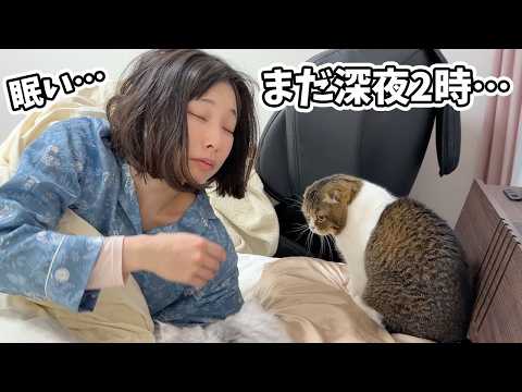 休日の深夜2時に叩き起こしてくる猫に困ってます…涙 サムネイル