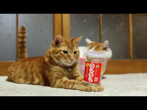こたつのねこたちLIVE配信　　2026年1月10日 サムネイル
