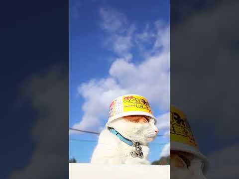 北海道みそバターラーメン　260123　のせ猫　 cat 猫のいる暮らし ネコ　 cute　 ねこ　 猫のいる生活… サムネイル