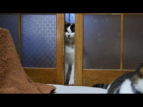 戸を開けられないチビ　260209 サムネイル