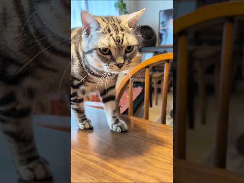 アメショーのラッテ アメショ アメリカンショートヘア 猫と暮らす家＃猫との暮らし猫 サムネイル