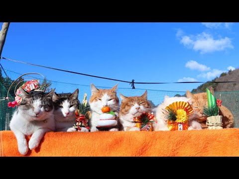 のせ猫 x お正月 2025 New Year cat　260101 サムネイル