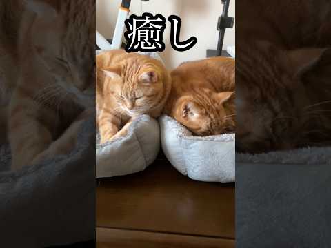 癒し ねこ 昼寝 アメショ うめ れん サムネイル