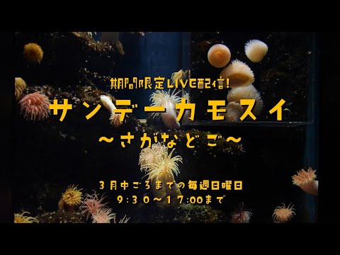 期間限定LVE配信！ サンデーカモスイ ～さがなどご～ サムネイル
