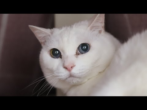 こたつの猫たち がライブ配信中！　2026年2月6日 サムネイル