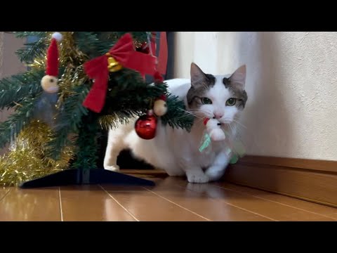 今年は猫の攻撃に耐え無事クリスマスを迎えられそうなツリー サムネイル