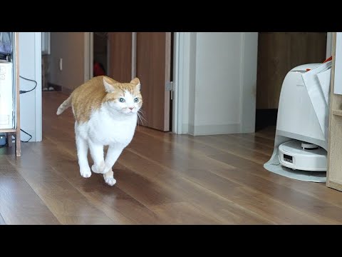 【30分】猫の音楽｜猫のいる日常BGM｜もしぬこ｜５ サムネイル