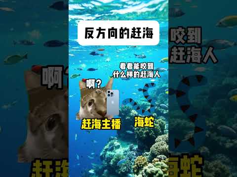 反方向的赶海有趣 猫meme 猫meme剧场 猫meme小剧场 内容过于真实  故事 貓 猫猫meme小剧场 喵不可言 サムネイル