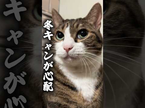 初心者でも安心！最新の猫ライフを楽しむための心温まるエピソード サムネイル