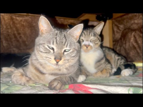99%が5分で眠くなる😴 ｜猫×水の音｜Deep Relax｜Cat Purring & Wooden Balls サムネイル