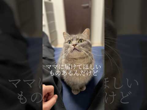 【パパと猫の大事な約束】 shorts 猫 猫のいる暮らし サムネイル