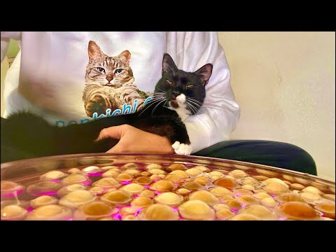 朝から脳がとろける木と猫の音Relaxing Cat Sounds｜Wood Ball ASMR サムネイル