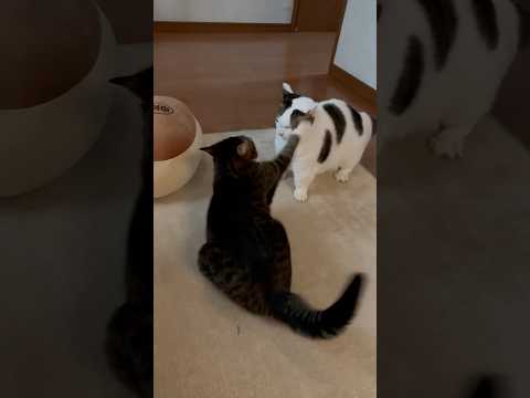 勝てると思ってんけど サムネイル