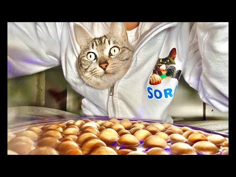 99%が5分で眠くなる｜猫×水の音ASMR Deep Relax ASMR｜Cat Purring & Wooden… サムネイル