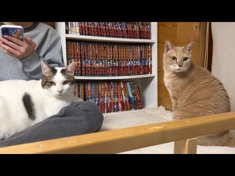 猫に歓迎さた息子と入れ替わりで娘が猫部屋で寝ることになったのですが サムネイル