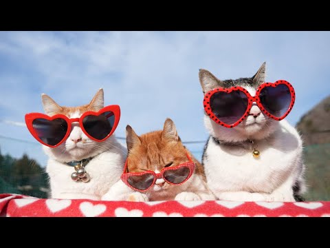 ハートサングラスのせ猫　2026　260214 サムネイル