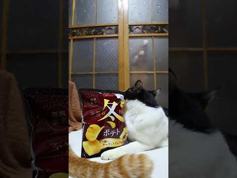 冬ポテト ３種のチーズとトリュフ味　260104　のせ猫　ねこ　 cat　 ネコ　 猫のいる暮らし　 cute　 猫… サムネイル