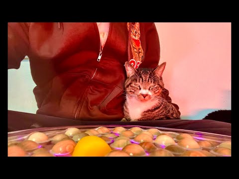 Deep Relax ASMR｜Cat Purring & Wooden Balls【live】 サムネイル