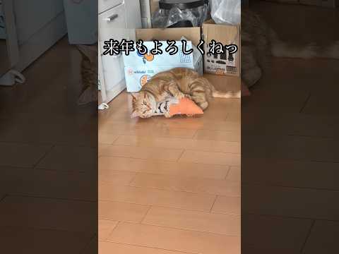 来年もよろしくねっ 猫 cat アメショ うめ サムネイル