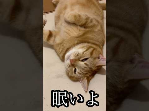 話題のアメショ猫！ゴロゴロ癒し動画でリラックス サムネイル