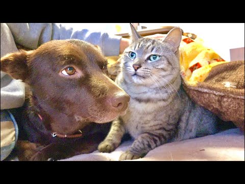 【朝】起きたくない人へ（猫×水）Deep Relax ASMR｜Cat Purring & Wooden Balls サムネイル