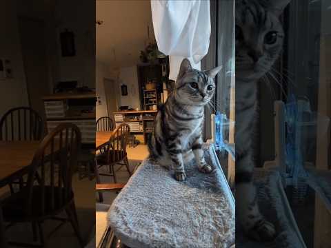 アメショーのラッテ アメショ アメリカンショートヘア 猫と暮らす家猫との暮らし猫 サムネイル