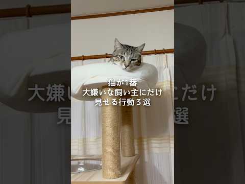 猫が1番大嫌いな飼い主にだけ見せる行動3選 猫 ねこ 猫好きさんと繋がりたい 猫動画 保護猫 ねこ動画 雑学 豆知識… サムネイル