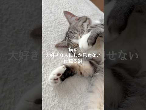 猫が大好きな人にしか見せない仕草3選 猫 ねこ 猫のいる暮らし 猫好きさんと繋がりたい 猫動画 ねこ動画 保護猫 雑学… サムネイル