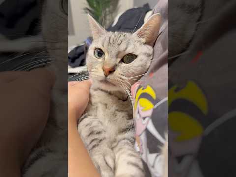 愛猫を抱きしめたいママ!! cat 猫 サムネイル