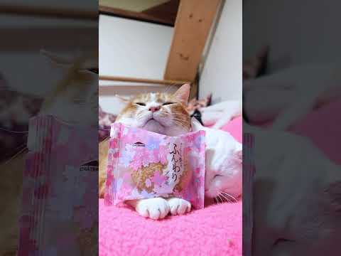 さくら香るふんわりブッセ　260310　のせ猫　 cat　 ねこ　 猫のいる暮らし　 cute　 ネコ　 猫　　 猫の… サムネイル