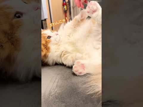 いつもかまって欲しいわけじゃないのよね…かわいマンチカン短足 なんちゃん サムネイル