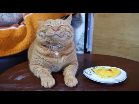 ちゃぶ台の上のバターナッツかぼちゃの天ぷらと猫たち　260125 サムネイル
