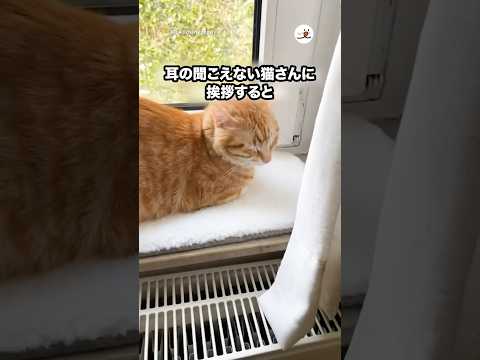 耳の聞こえない茶トラさんに挨拶したら…｜PECO サムネイル