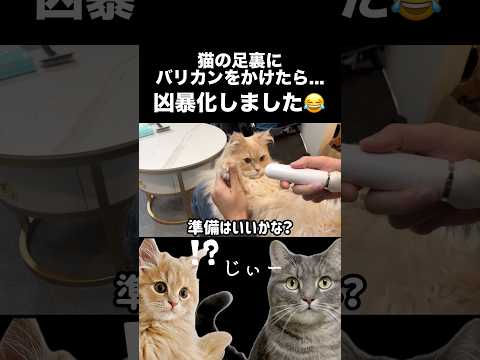 猫に足裏バリカンをかけたら凶暴化しました😂shorts 猫 猫好きさんと繋がりたい サムネイル