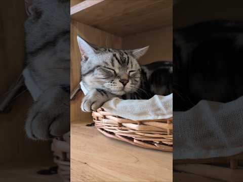 アメショーのラッテ アメショ アメリカンショートヘア 猫と暮らす家猫との暮らし猫 サムネイル