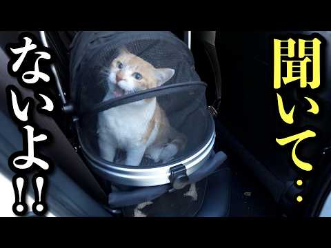 病院と悟られずに連れてきた結果｜猫との日常 サムネイル