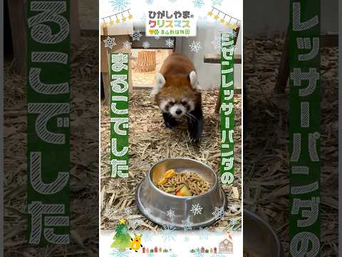 【東山動植物園公式】シセンレッサーパンダのまるこ：ひがしやまのクリスマス2025《 シセンレッサーパンダ　レッサーパン… サムネイル