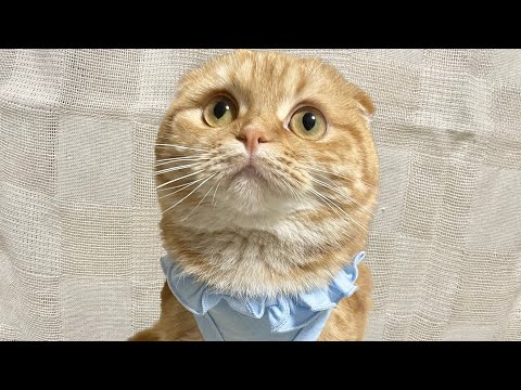 術後服が似合いすぎてる猫 【スコティッシュフォールド】 サムネイル